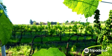 Vigneti Cantina Barone