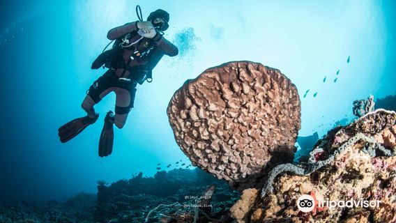 Scuba Diving in Penida Island
