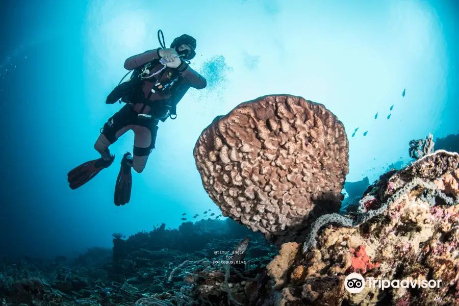 Octopus Dive Nusa Penida