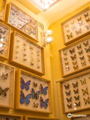 Live Butterfly Museum