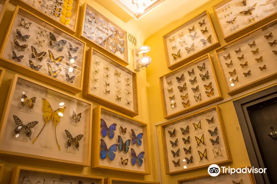 Музей живих метеликів