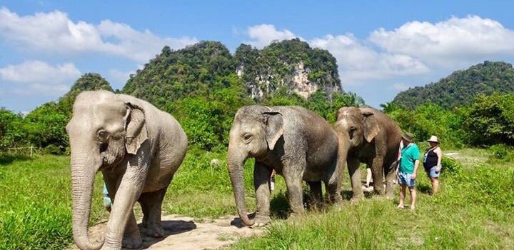 Krabi Elephant Sanctuary