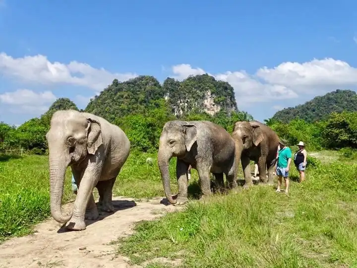 Hotels near Krabi Elephant Sanctuary