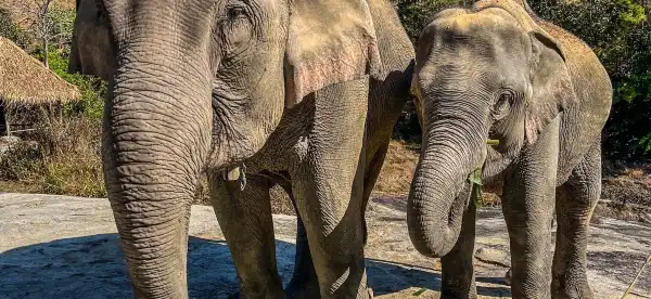 Hotels near PON ELEPHANT THAILAND (ELEPHANT PARK)