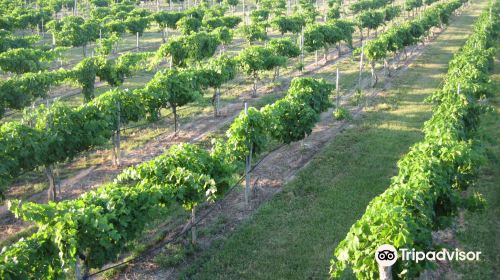 Messina Hof Estate Winery