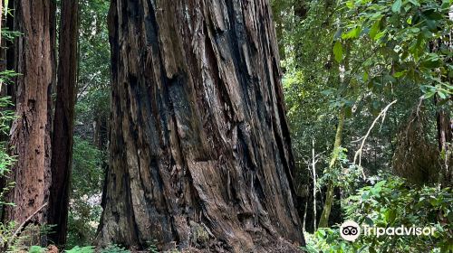 Armstrong Redwood State Reserve