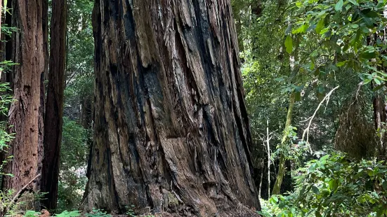 Armstrong Redwood State Reserve