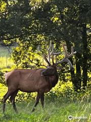 The Elk and Bison Prairie