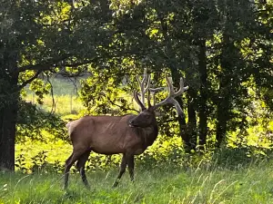 The Elk and Bison Prairie