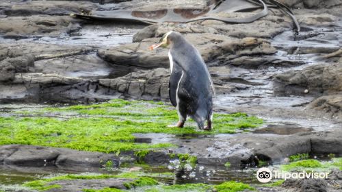 Curio Bay Natural Heritage Centre