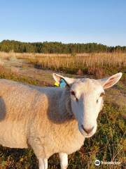 Stenoorns naturreservat