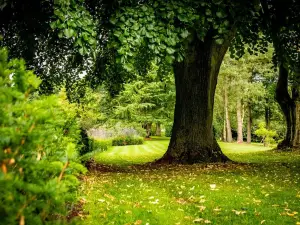The Dorothy Clive Garden