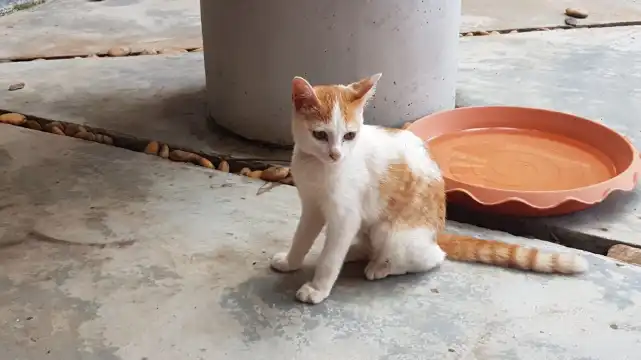 Hotel berhampiran Lanta Animal Welfare