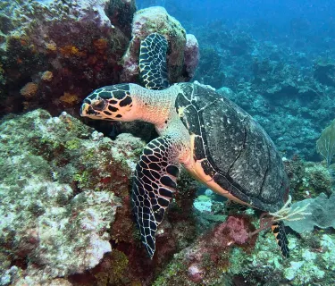 Belize Pro Dive Center