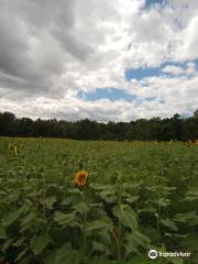 Sussex County Sunflower Maze