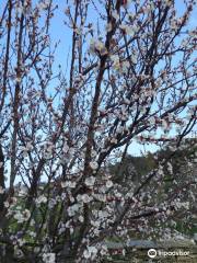 sifnos farm narlis