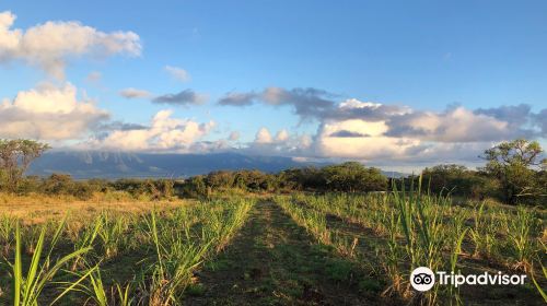 Hawaii Sea Spirits Organic Farm and Distillery