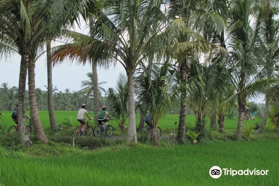 Bali On Bike