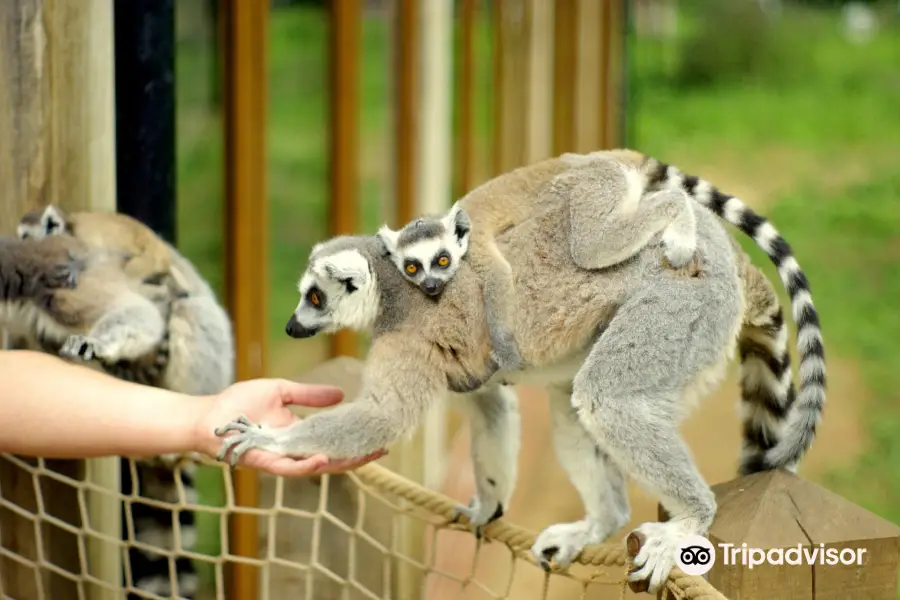 トロピカル・バタフライ・ハウス・ワイルドライフ保護公園