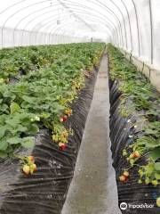 Forest Strawberry Garden of meeting