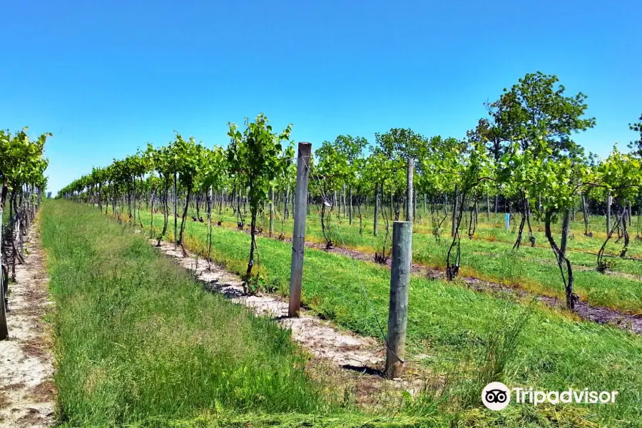 Cayuga Lake Wine Trail