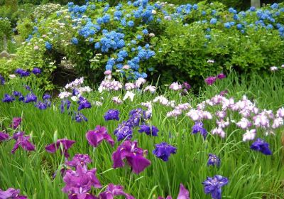 花の郷 滝谷花しょうぶ園