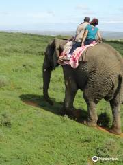 Kwantu Elephant Sanctuary