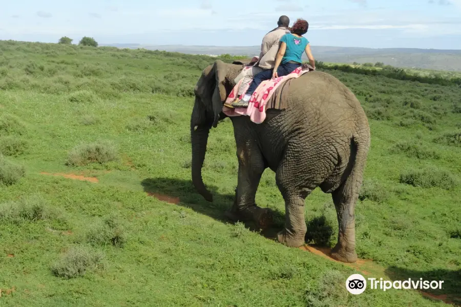 Kwantu Elephant Sanctuary