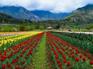 Indira Gandhi Tulip Garden