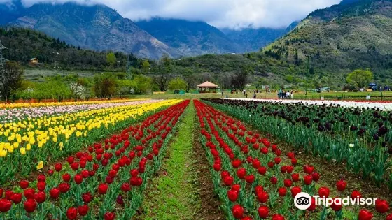 Tulip Garden Srinagar