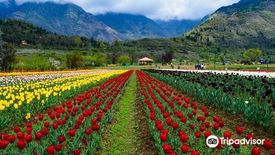 Srinagar