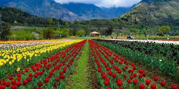 Tulip Garden Srinagar
