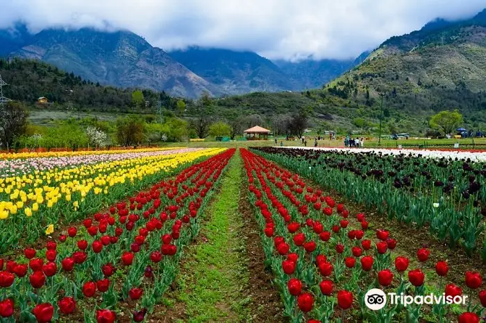 Indira Gandhi Memorial Tulip Garden