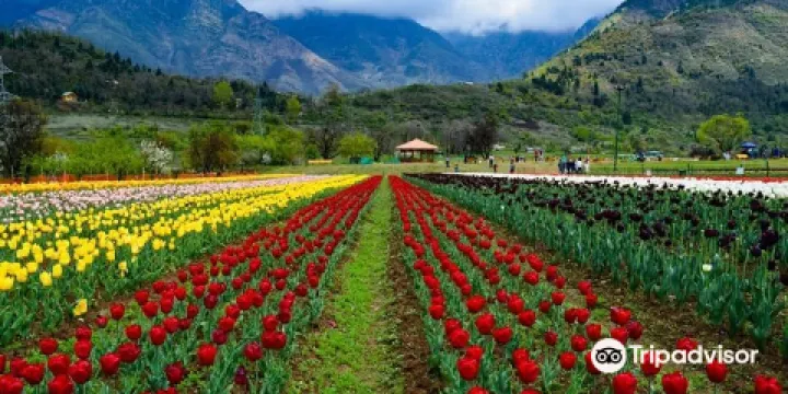 Tulip Garden Srinagar