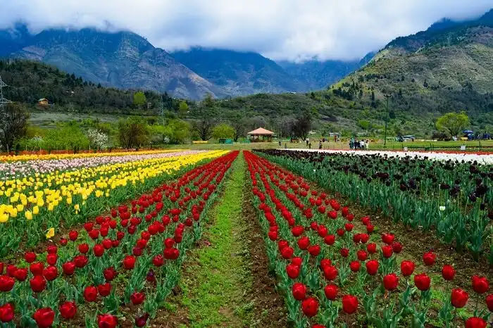 Hotels near Tulip Garden Srinagar