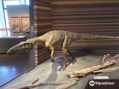 Budner Naturmuseum