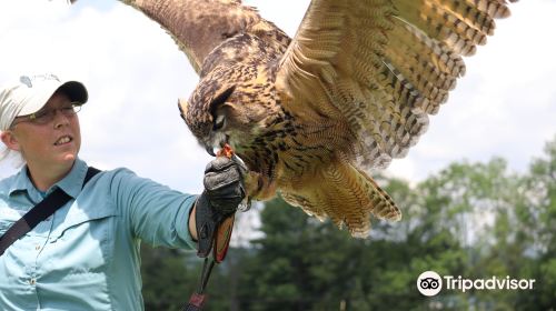 New England Falconry