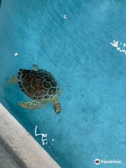 Navarre Beach Sea Turtle Conservation Center