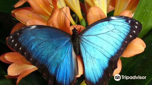 Stratford Butterfly Farm