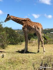 Kragga Kamma Game Park