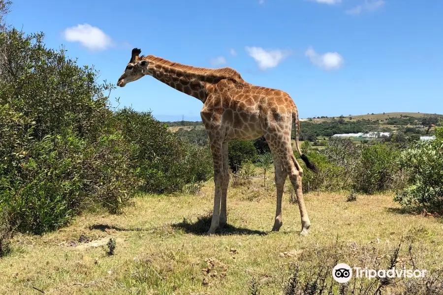 Kragga Kamma Game Park