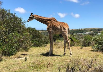 Kragga Kamma Game Park