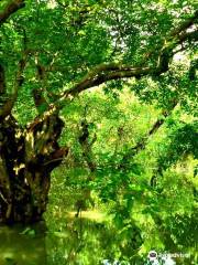 Ratargul Swamp Forest