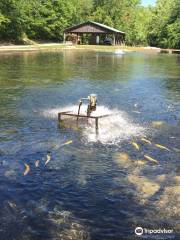 Mountain Springs Trout Park