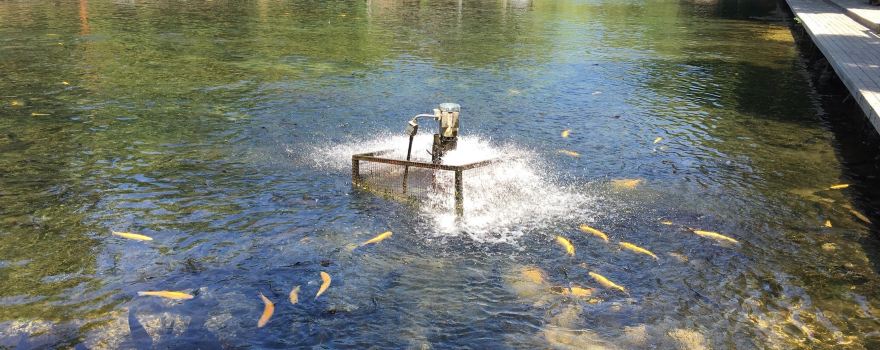 Mountain Springs Trout Park