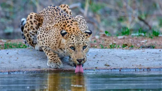 Jhalana Leopard Safari Park