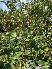 Fujita Apple Orchards