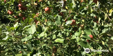 Fujita Kanko Apple Farm