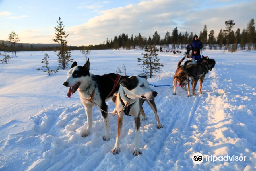 Jytky Hysky Sled Dog Camp