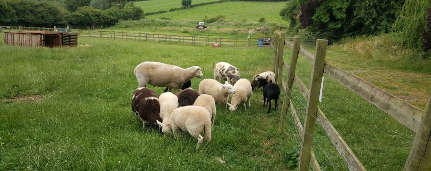 Lambley
